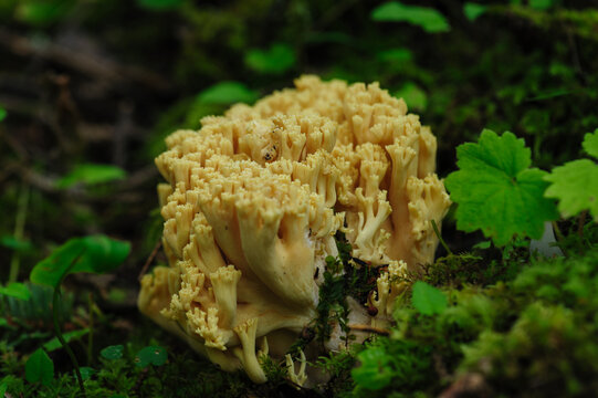 Wild clavariaceae mushroom edible in forest of China