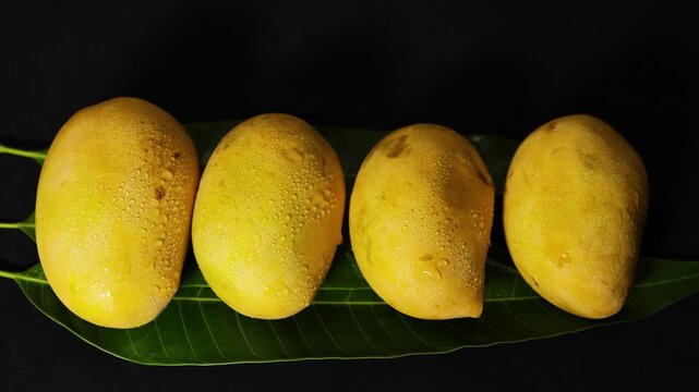 fresh ripe Hapus mangoes arranged on green leaf with water droplets against dark background