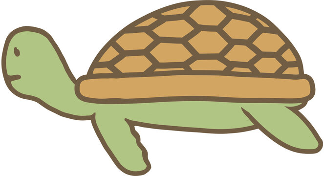 Turtle illustration