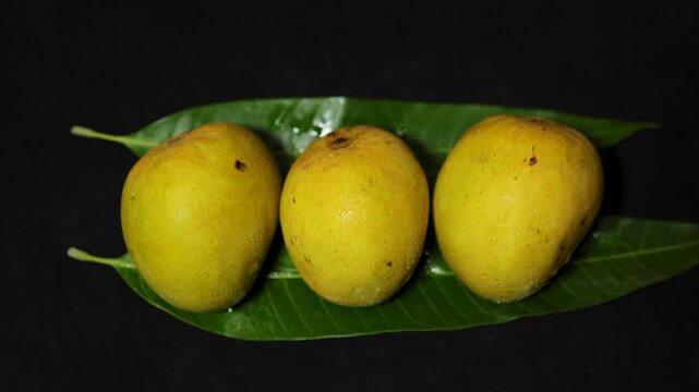 delicious ripe Alphonso mango fruits captured in closeup against elegant dark backdrop