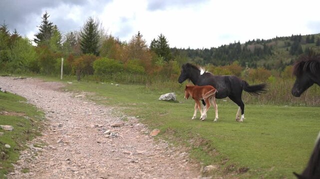 Black and white pony stands protectively next to its foal on a grassy path, with trees and rocky terrain in the background, capturing a peaceful scene in a natural outdoor environment