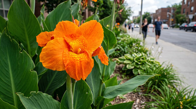 A vivid orange Canna lily blooms within a lush garden patch alongside a busy city sidewalk where pedestrians walk past the greenery during a bright summer afternoon in an urban residential area