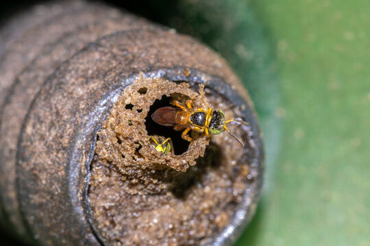 Close-up macro shot of a native Brazilian Jata&iacute; stingless bee (Tetragonisca angustula) guarding the wax tube entrance of its hive. 