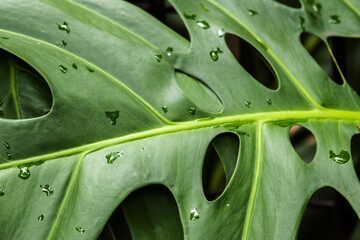 Detailed shot of a vibrant Philodendron bipinnatifidum leaf, commonly known as Guaimbê or Tree Philodendron, covered in fresh water droplets.  © AlfRibeiro