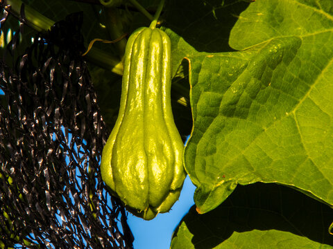 Close-up of a green Chayote (Sechium edule) hanging from a plant with large leaves. T