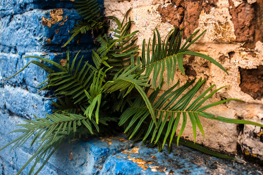 A resilient green fern emerges from the crevices of a weathered brick wall, painted in vibrant blue and rustic white. 