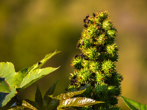 Small black stingless bees (Trigona spinipes) swarming over green spiky castor bean pods (Ricinus communis) in a sunny field in Brazil.