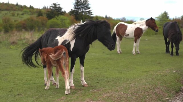 Group of ponies in a vibrant green field, featuring a young foal nursing from its mother, while additional ponies are seen grazing and standing in a peaceful outdoor environment