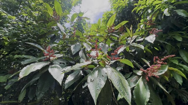 red berries, tropical berries, berry clusters, small red fruit, red seed pods, broad green leaves, glossy leaves, leaf veins, tropical foliage, jungle plant, forest canopy, sunlit leaves, greenery bac