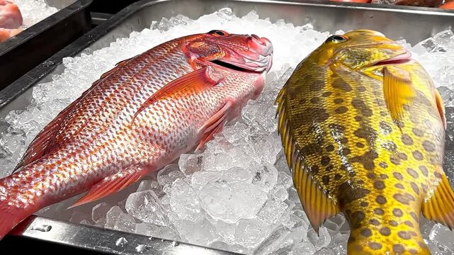 Fresh red snapper and yellow spotted grouper on crushed ice at a seafood market