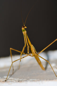 Macro close up of stick insect with dark background