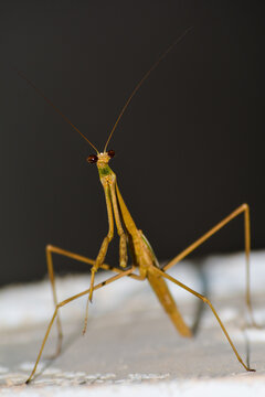 Walking stick insect 
