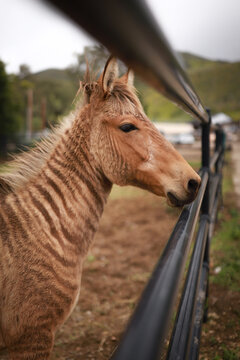 portrait of a horse