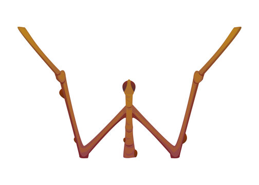 Cartoon stick insect animal letter typeface. Kids ABC insect English alphabet type. Brown stick insect with jointed legs and segmented body. Vector letter W