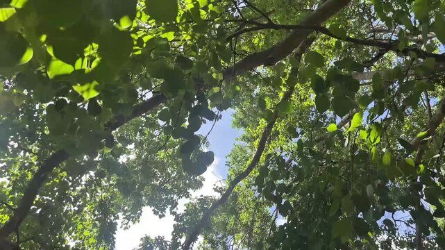 Bo tree leaves gently moving in the wind under sunlit branches, creating a peaceful tropical nature scene.
