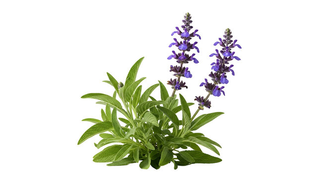 Purple Salvia Flowers Isolated Transparent Background Realistic Photo