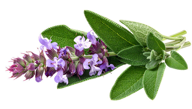 Purple Salvia Flower Sprig Isolated Green Leaves Herbaceous Plant