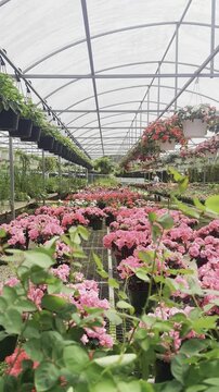 greenhouse plants, plant nursery, pink flowers, potted flowers, hanging baskets, flower baskets, arched greenhouse, garden center, floral rows, blooming plants, pink blossoms, red flowers, white flowe