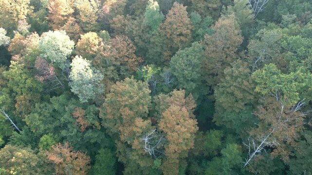 Top-Down Aerial Drone View of Catskills Forest Canopy in Autumn