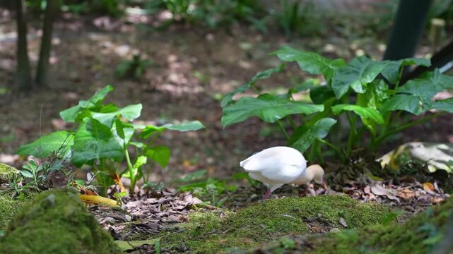 cattle egret walking and foraging in wild, white bird looking for food on the ground, wildlife bird in aviary footage