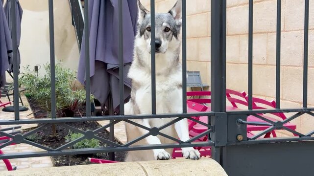 Czechoslovakian Wolfdog Standing Behind a Black Iron Gate in a Courtyard