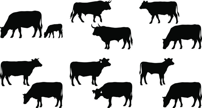 Silhouette Collection of Cows and Calf in Various Standing and Grazing Poses for Farm and Livestock Design Projects