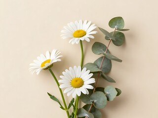 Obraz premium White daisy blooms in soft light.