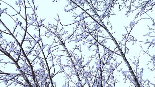 Snow and ice covering bare tree branches against a pale sky during a calm winter day. Beautiful frost patterns creating a picturesque. Serene. And chilly natural background in a peaceful forest scene