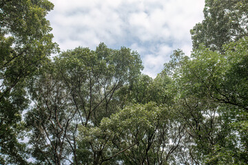 Fototapeta premium Dark leafy crowns encircle soft clouds in a dramatic upward perspective. Round opening above woodland creates a natural frame for climate themes. Contrasting treetops shape an atmospheric view suited