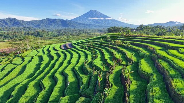 Aerial-style view of vibrant rice terraces and distant mountain. Agriculture pattern, lush greenery, scenic countryside, eco tourism.