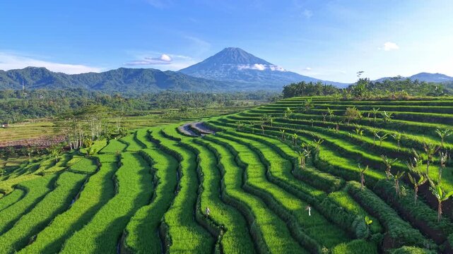 Terraced rice fields under bright sky with mountain background. Farming pattern, countryside view, natural beauty, eco travel. Indonesia rural landscape.