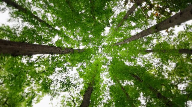 Spinning upward view of tall green trees and bright forest canopy.