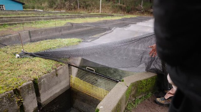 A person handles a large black mesh grid covering concrete water raceways at a hatchery.