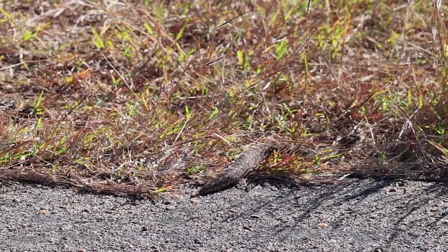 Large Puff adder snake slithers off paved road into roadside grass