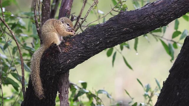 Adorable little tree squirrel nibbles on shell of nut on wet branch