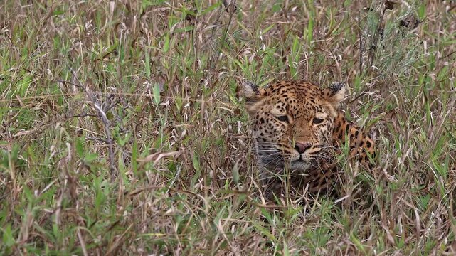 Closeup sad eyed face of leopard lying in grass on Kruger NP savanna