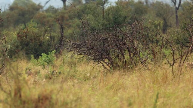 Nearly obscured pack of African wild dogs run in tall golden grass
