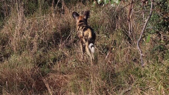 African wild dog walks away from camera in golden tall dry grass