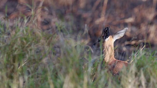 Side lit male Steenbok antelope seen through tall dry savanna grass
