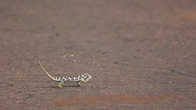 Camera pans with Flap neck chameleon walking on asphalt road surface