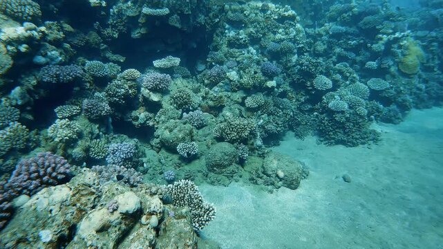 Camera pushes toward a diverse coral reef teeming with tiny fish in Marsa Alam, Red Sea.