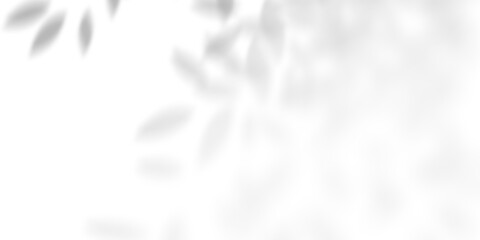 Obraz premium Soft natural leaf shadow overlay