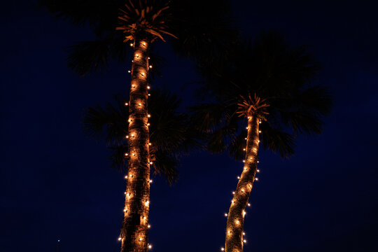 Christmas and Holiday lights on two palm trees in Tropical and coastal Florida