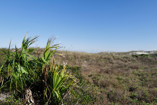 Tropical plants on the beach sand dunes leading to the St. Augustine Beach shoreline