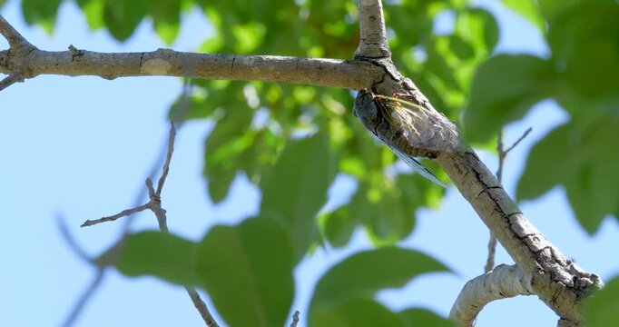 蝉(クマゼミ)が鳴いている4K動画、集音マイクで収録