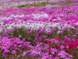 Obraz premium 色とりどりの芝桜の花のクローズアップ