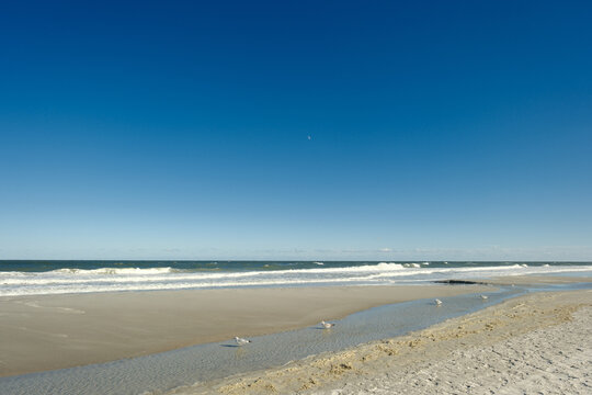 Seagulls wading on a lowtide wide expanse of beach in St. Augustine Florida