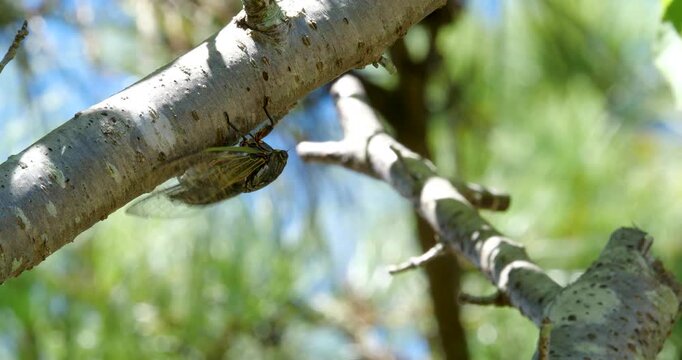 蝉(クマゼミ)が鳴いている4K動画、集音マイクで収録