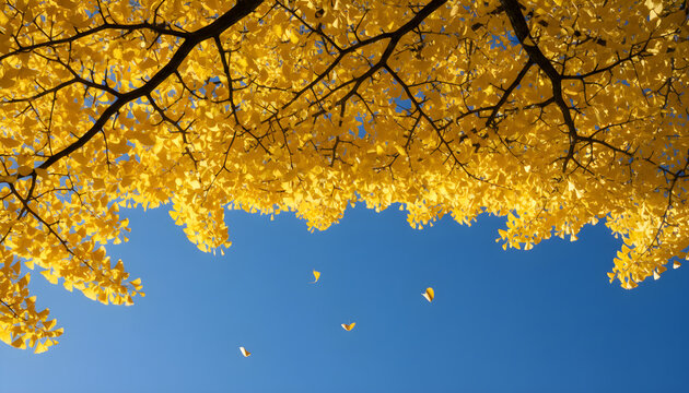 Golden ginkgo tree leaves falling against blue autumn sky