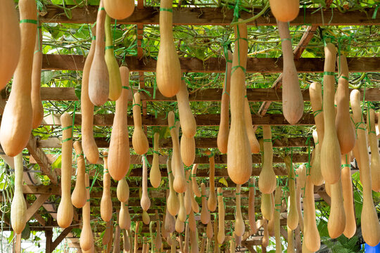 Long squash pumpkin growing on garden trellis for harves